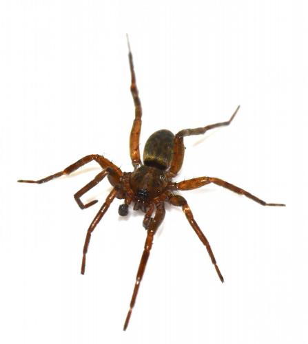 Réf. 274 957 : Liocranum rupicola
